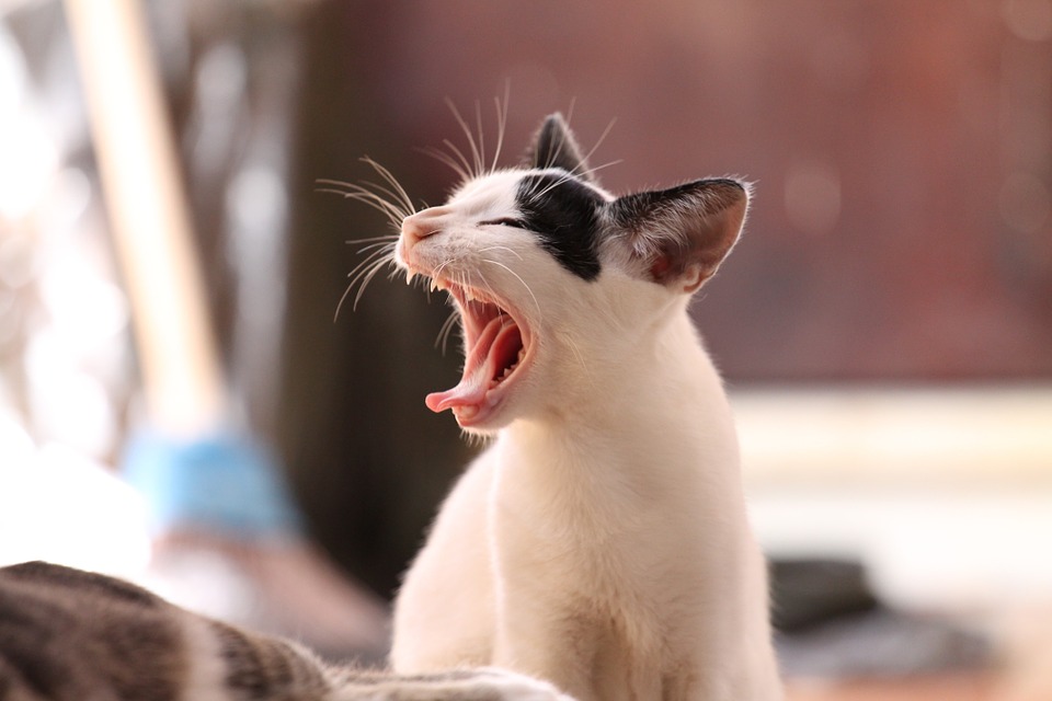 9 emotional stages of getting a cat or kitten