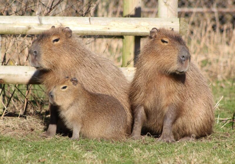 Drayton Manor Zoo Capybara