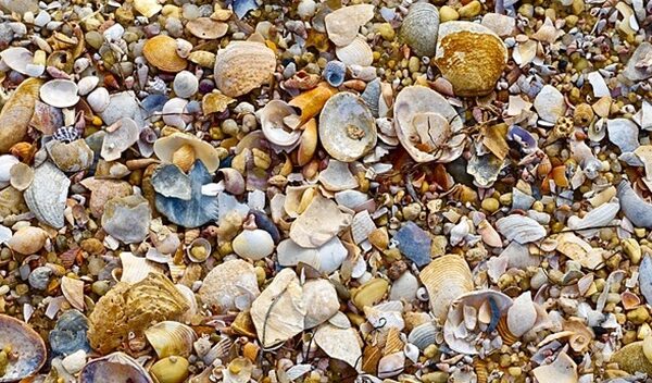 top 10 mermaid accessories beach shells