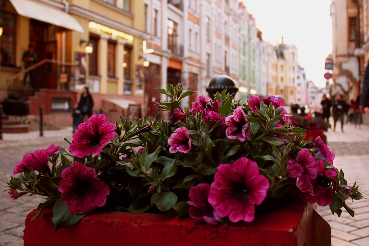 flowers in street