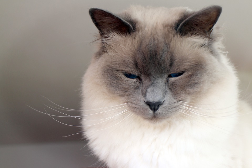 Five strangest things to have flown alone on Private Jet birman cat